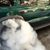 Larry Mopar Havel's profile image