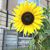 J Ann Shea's profile image