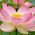 Vickie White DuBose's profile image