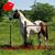 Glenda Stoltzman's profile image