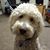 Hannah Wigton's profile image