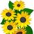 Connie Forrest Mills's profile image