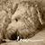 Ann Fronterotta's profile image