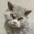 Ronald Ayliffe Jr's profile image
