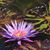 Anna Neave Crissman's profile image