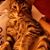 Karen Curtice's profile image