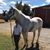 Becky Wodtke's profile image