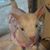 Pamela Sue Gilpin Hill's profile image
