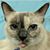 Caroline Duwaerts's profile image