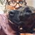 Holly Laughman's profile image