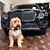 Buddythe Doodledog's profile image