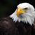 Aquila Reale's profile image