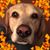 Lisa Copeland Pitt's profile image