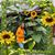 Louann Riccobono Agrusa's profile image