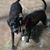 Marki Pehrson's profile image