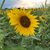 Rhonda Windham's profile image
