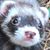 Tj Owe's profile image