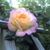 Genny Thorpe Coffman's profile image