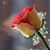 Aziz Sakkil Rahuman's profile image
