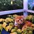 Brenda Jarvis Wolfe's profile image