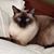 Dee Wittenberg Hook's profile image