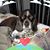 Susan Kozma's profile image