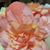Fran Stover's profile image