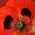 Ann Windell's profile image