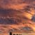 Shannon Wheeler Meditz's profile image