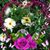 Delta Plotner's profile image
