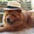 Carmen Oreskovic's profile image