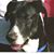 Joshua P. Mobus's profile image