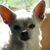 Sharon Hellesen's profile image
