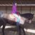 Leah Melichar's profile image