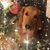 Domenica Johnston's profile image