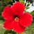Jillian Purcell's profile image