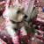 Carla Rae Gerardino's profile image