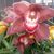 Helen Kiat's profile image