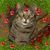 Lisa Linnell's profile image