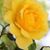 Crystal Rose's profile image