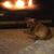 Denis Sjothun's profile image
