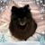 Susie Que's profile image