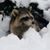 Debra Boyea's profile image