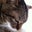 Beerkat (Rover)'s profile image