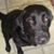 Dori Cronin's profile image
