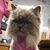 Leni Cornell's profile image