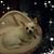 Ann Pressley's profile image