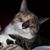 Amy Burkhartzmeyer-Haynes's profile image
