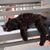 Patty Gerstenberger's profile image