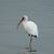 Ashit Hessam's profile image